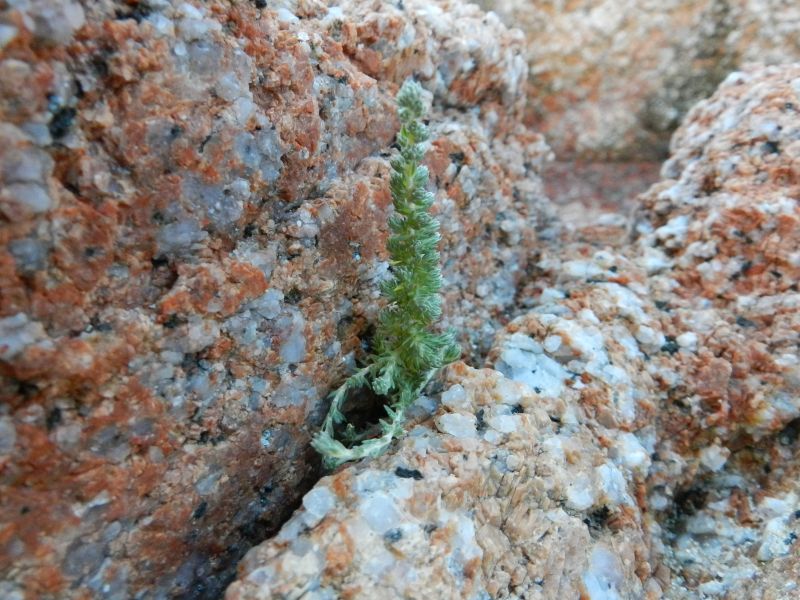 Camphorosma monspeliaca / Canforata di Montpellier